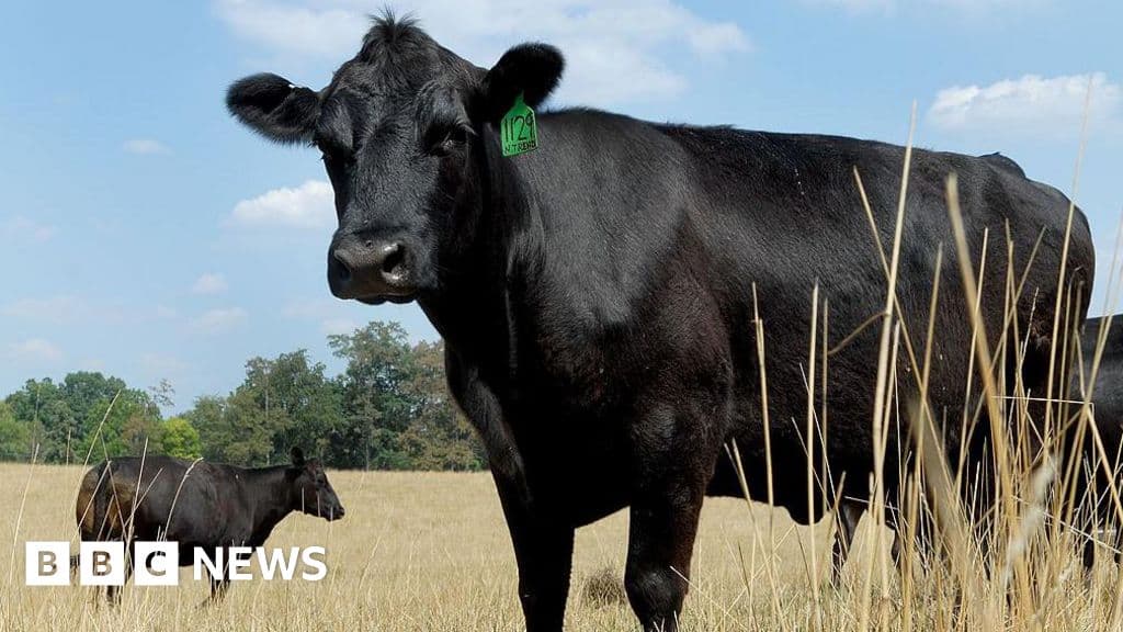 US beef prices have soared but farmers aren't making more money