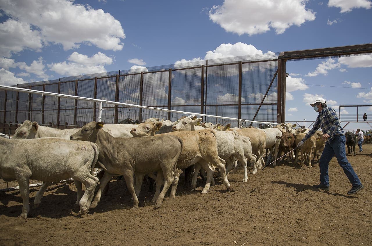 The U.S. will import Mexican cattle again. Here’s what that means for high beef prices.