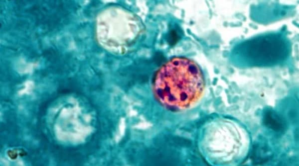 Taylor Farms Cyclospora outbreak triples in size