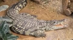 Boy attacked by zoo crocodile has had seven operations and is smiling again, say parents